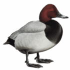 Pochard Print